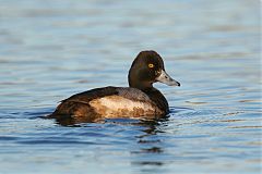 Lesser Scaup